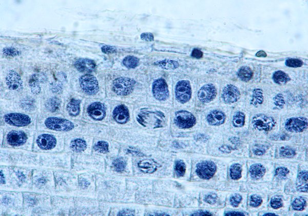 Cell divisions