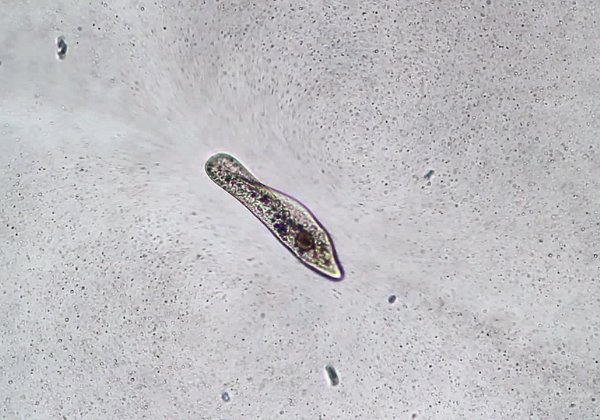 Ciliates